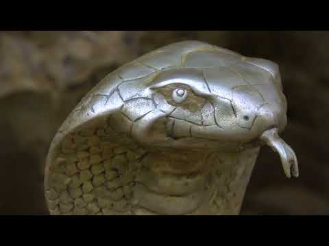 Exploring treasures in the jungle and discovering a five headed snake is terrifying