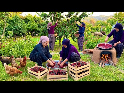 Yüksek Dağlarda Zorlu Köy Yaşamı \ Kiraz Hasadı Ve Kiraz Reçel Yapımı Belgesel 4K