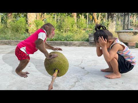 Unbelievable... CUTIS secretly jackfruit sell,do special thing shocking Yen Nhi