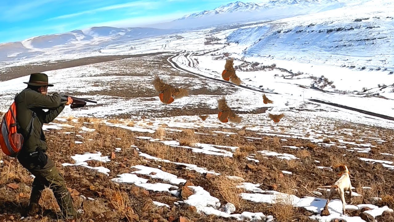 2021 tavşan keklik avları🔥Partridge hunt🔥Partridge and rabbit hunts🔥Chasse à la perdrix et au lapin🔥