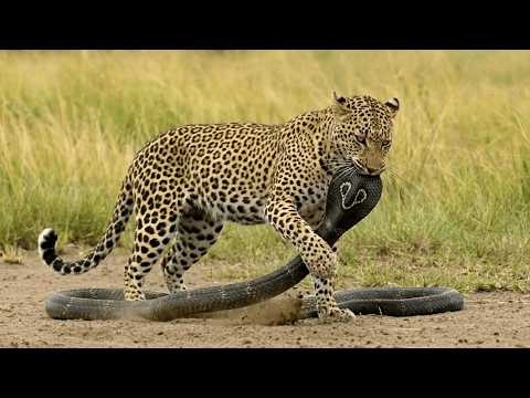 Leopard Outsmarts the Black Cobra in One Clean Move
