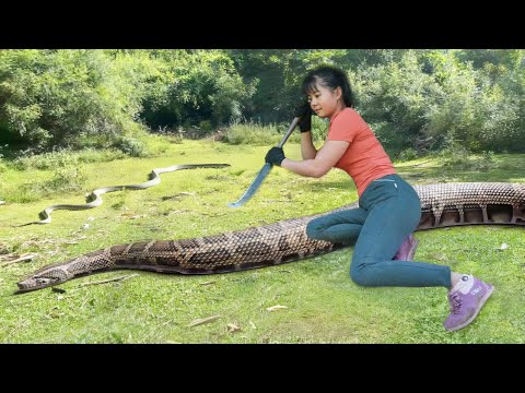 Harvest 100KG Upland Sticky Rice, Bring Upland Rice Go To Market Sell - New Free Bushcraft