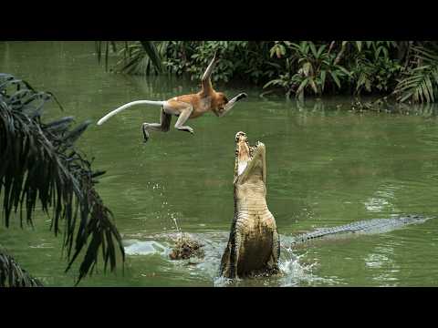 Unbelievable Moment Monkey Jumps Over Crocodile Jaws