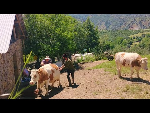 Yüksek bir dağ köyünde yaşayan ailenin zorlu yaşamı. Köyde yaşam#villagelife#köyhayatı