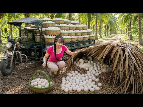😱 Harvest And Pick A Lot Of Duck Eggs 🦆 | Goes to market sell