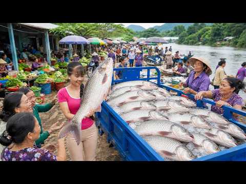 Massive 1000+ Big Fish Harvest | 3-Wheeled Truck Transports To Countryside Market Sell