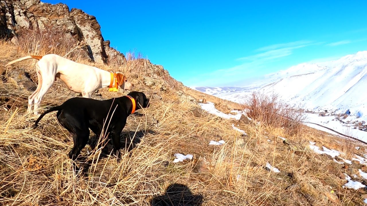 2020 tavşan keklik avları🔥Partridge hunt🔥Partridge and rabbit hunts🔥Chasse à la perdrix et au lapin🔥