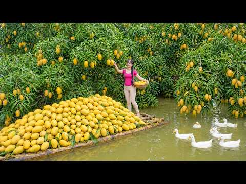 Amazing Harvesting Millions Of Fruits Mango | Use 3-Wheeled Truck Transport Many Mango To Sell