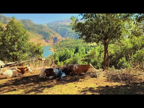 Köyde yalnız yaşayan adamın mutlu ve zorlu yaşam mücadelesi.Village life in turkey #köy#villagelife