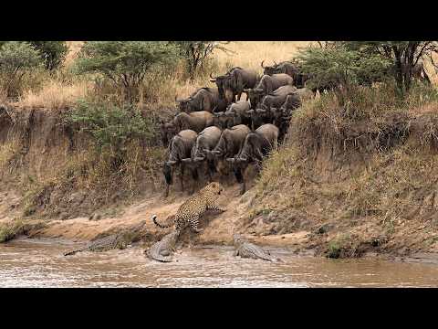 Wildebeest Formed a Wall and Left the Leopard With No Way Out