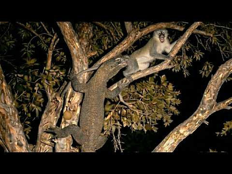 Deaf Monkey Got Caught By a Komodo Dragon !!
