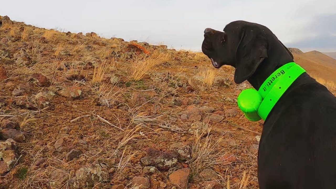 İNGİLİZ POİNTER AV KÖPEKLERİ FERMALI KEKLİK AVI