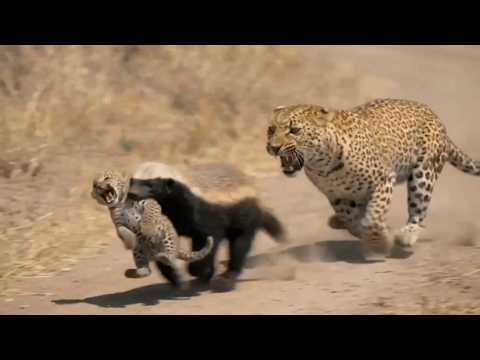 Honey Badger Grabbed a Leopard Cub and Chaos Broke Out