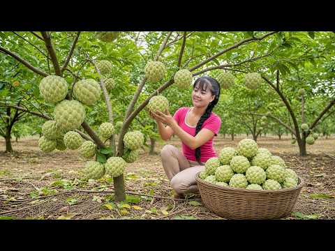 Inside Vietnam's Custard Apple Farms | Harvesting, Selling & Raising Livestock Explained