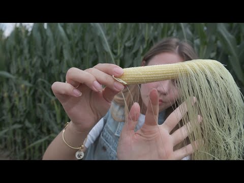 Mısırda Tozlaşma ve Döllenme: Verimi Belirleyen Kritik Günler @nihaninbahcesi