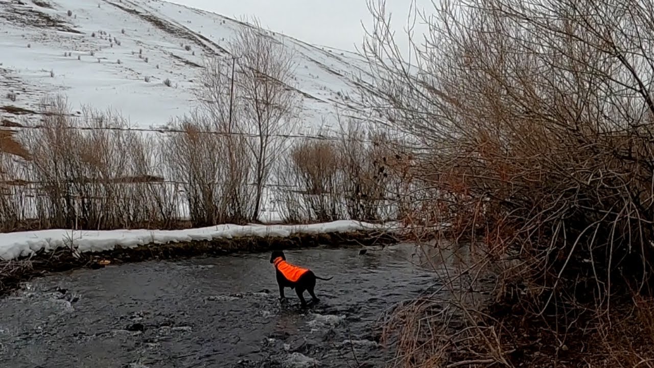 BUZ GİBİ SUYUN İÇİNDE AV KÖPEĞİNDEN MÜKEMMEL FERMA 🔥ARES🔥PARTRİDGE HUNT🔥HUNTİNG🔥