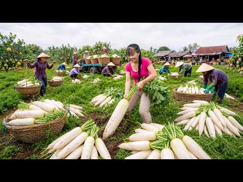 I Planted Them Once, And Kilos Of Giant Radishes Go To The Market Today!