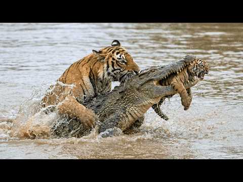 Crocodile Ambush Leaves No Chance for the Cubs
