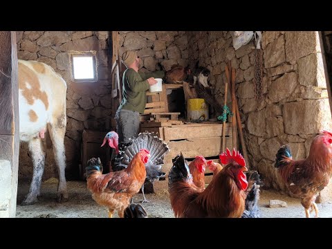 Hayvanlarımla Aile Oldum ve Yüksek Dağ Köyünde Gerçek Mutluluğu Bulduk - Dünyadaki gerçek mutluluk.
