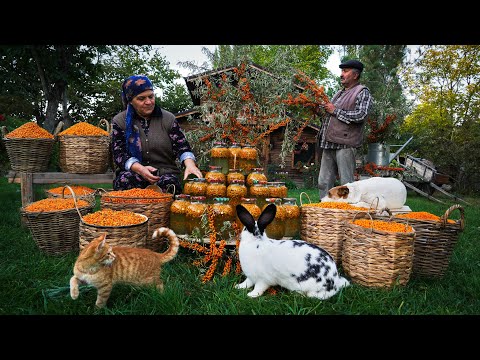 🍊 Sea Buckthorn Harvest & Winter Preservation A Seasonal Tradition