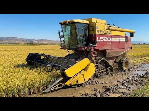 NEW HOLLAND L520 ÇELTİK BİÇİMİ | RİCE HARVEST