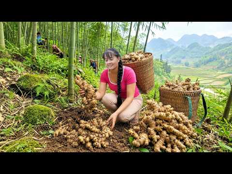 Harvesting Rare High Hill Ginger to Sell at Market | Loading The Farm Truck