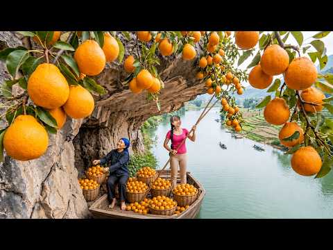Picking 400KG of Sun-Ripened Oranges for the Market | Cozy Village Harvest