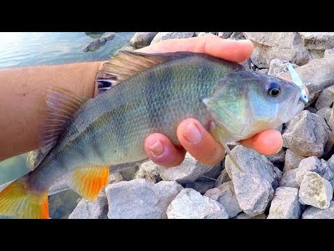 Metal Vibrasyon Yemi ile Tatlı Su Levreği Şov / Fastest Perch Fishing