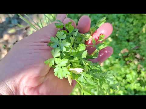 BAHÇEDEN GÜNLÜK VLOG BAṢLASIN AĞACTAKİ DOMATESLERDE KURUMUṢ KAHVALTIYA MENEMEN #love #viral #👍👍👍👍👍👍👍