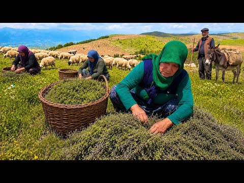 Yüksek Dağların Zirvesinde Dağ Kekiği Hasadı ~Zorlu Köy Yaşamı Belgesel Vlog