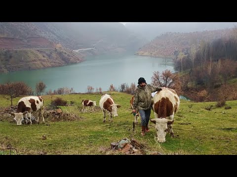 Soğuk bir kış gününde mutlu bir yaşam🌨️🌦️Köyde yaşam❄️A happy life in the village#köyhayatı