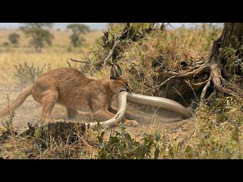 Cobra Snake Invades a Caracal Den and Instantly Regrets It