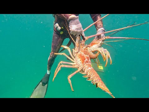 LOBSTER hunting on the Trinidad's North Coast | Spearfishing Snapper ,Barracuda & Lobster