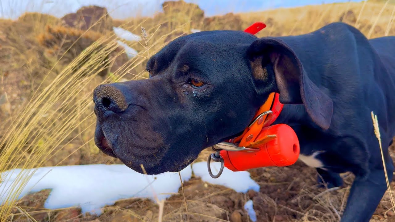 İNGİLİZ POİNTER AV KÖPEĞİ KEKLİK AVI FERMA