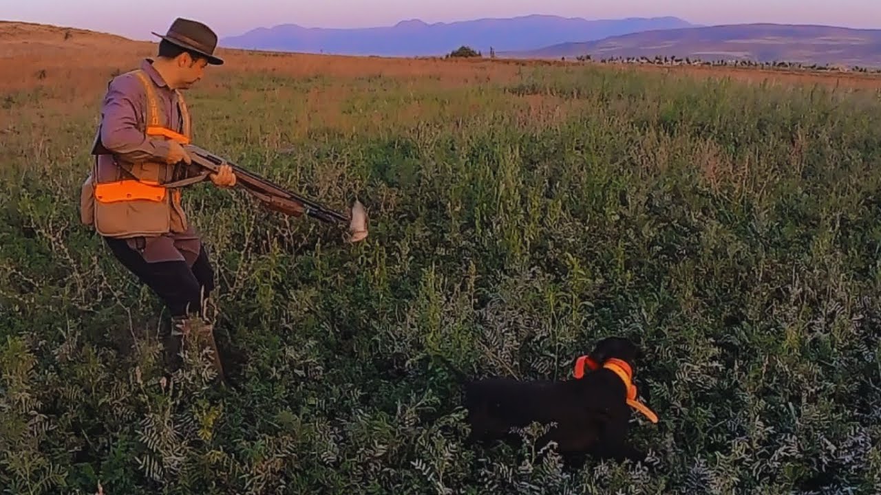 Shotkam kamera ile doğu anadolu da muhteşem bıldırcın avı.quail hunting, english pointer