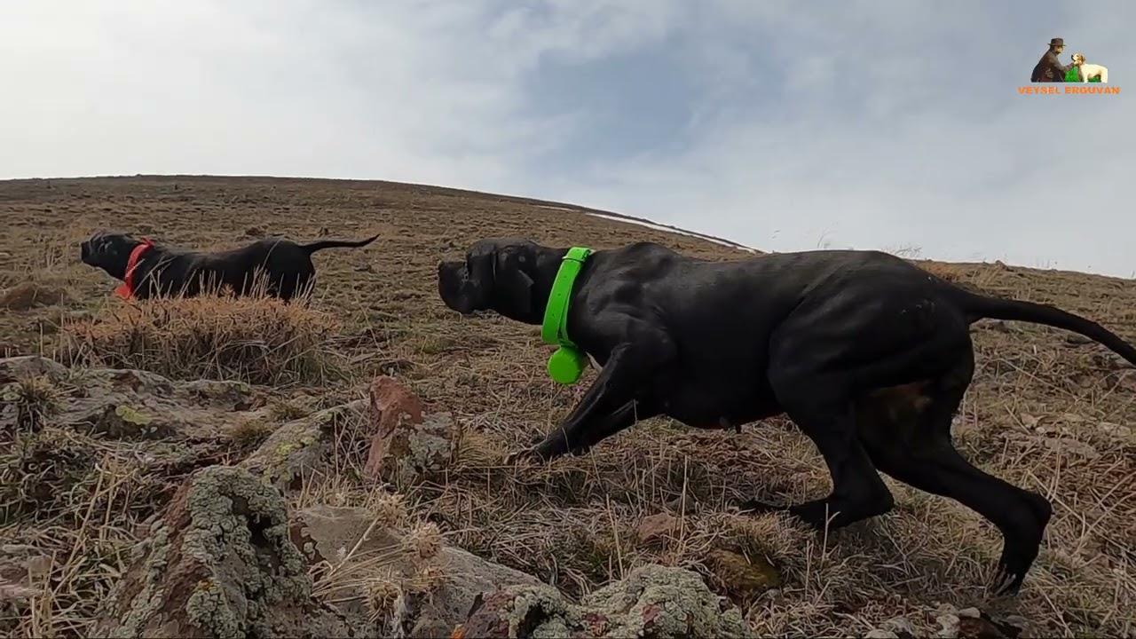 2021 tavşan keklik avları🔥Partridge hunt🔥Partridge and rabbit hunts🔥BERETTİ BEEPER🔥