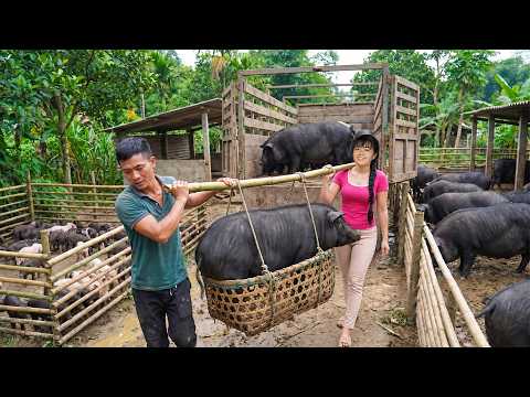 1 Year Raising Reward! Selling 100KG Pigs & Buying New Baby Piglets