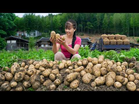 A Lucky Harvest Day | Digging Tons Of Potatoes To Sell & Growing New Vegetables