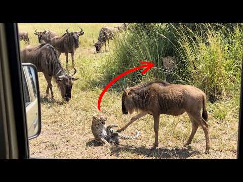 Mother Leopard's Strategy Looks Like Instinct, But It's Pure Intelligence