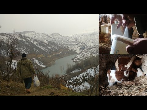 Köy yaşamı mücadelesi. Ahırın köyden 1 km yüksekte olmasının zorlukları🏔️village life#köy#belgesel