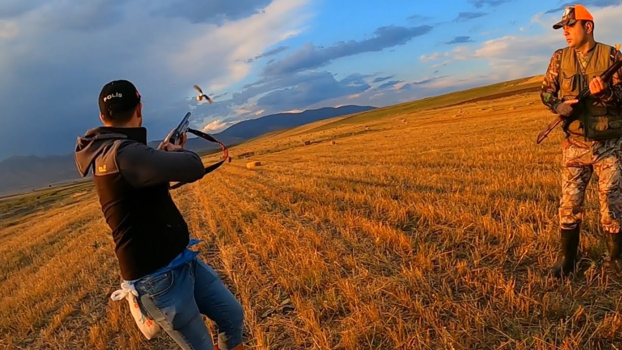 2022 av köpekleri ile mükemmel bıldırcın avı, quail hunting, english pointer, shotkam av videosu
