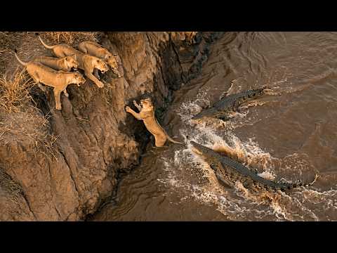 Lioness Tried to Climb Straight Out of Hell While Crocodiles Hunted Beneath Her