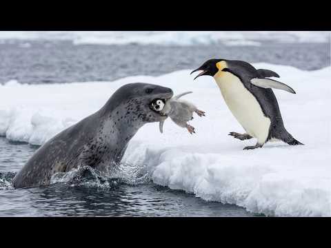 Leopard Seal Ambushes The Penguin Chick in a Split of a Second