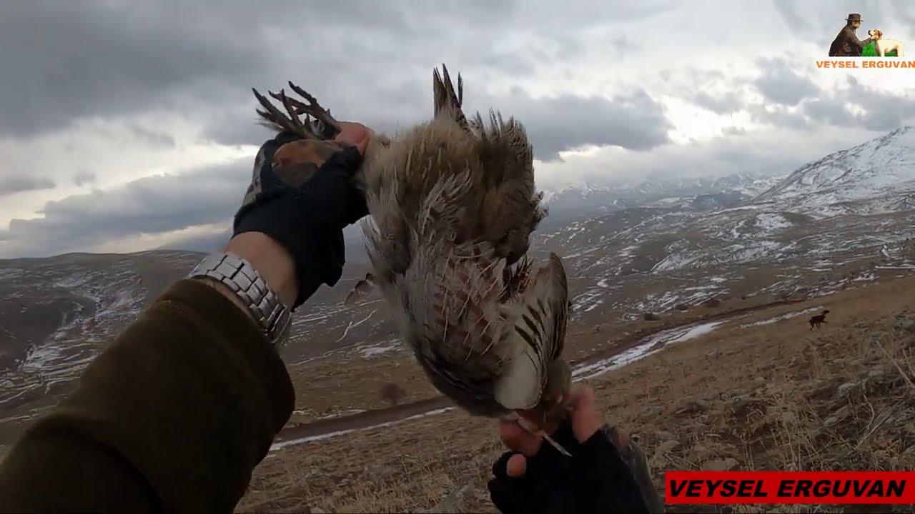 MÜKEMMEL BİR MANZARADA MUHTEŞEM KEKLİK AVI PARTRİDGE HUNT🔥Partridge and rabbit hunts🔥 ingliz pointer