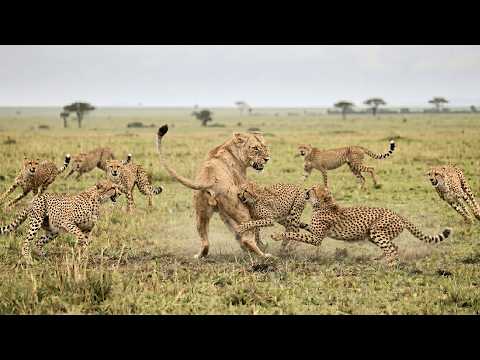 Eight Cheetahs Corner the Lioness Who Started It All
