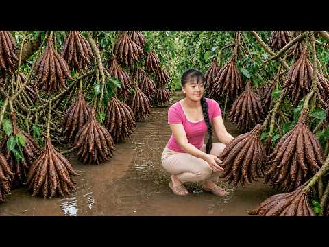 Harvesting Rare Buddha's Hand Fruit to Sell at Market | Picking Salad Greens