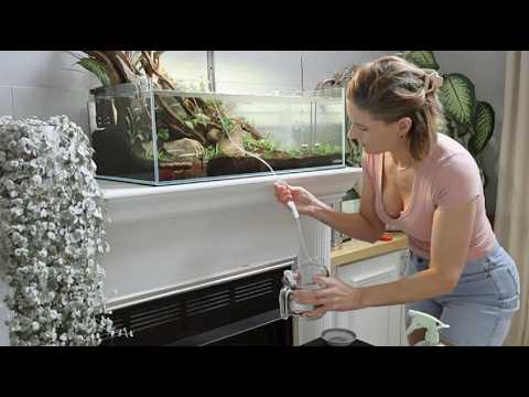 Adding 20 Red Cherry Shrimp | LANDEN 75S shallow Aquascape