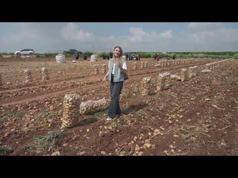Patates Hakkında Önemli Bilgiler