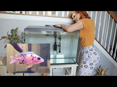 Discovered female peacock cichlid in my tank of males