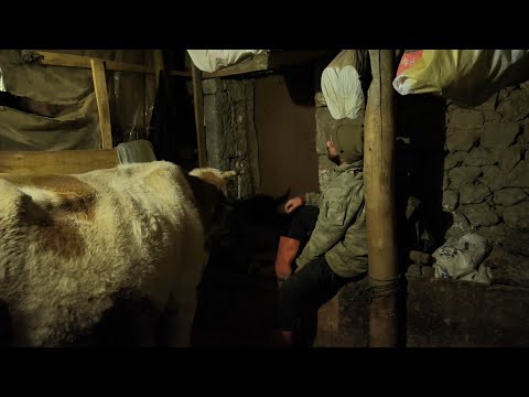 -2 Derecede Gece Yarısı Çiftlik Yolculuğu! Şap Hastası ve Gebe Hayvanım İçin Zorlu Mücadele.
